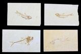 Lot: Cheap, to Green River Fossil Fish - Pieces #81412-1